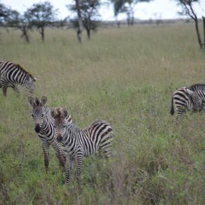 Meet your Posher, Wilma